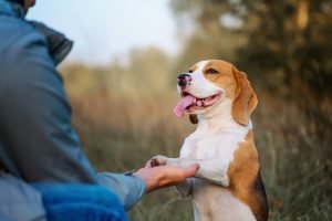 dog-holding-womans-hands-with-paws