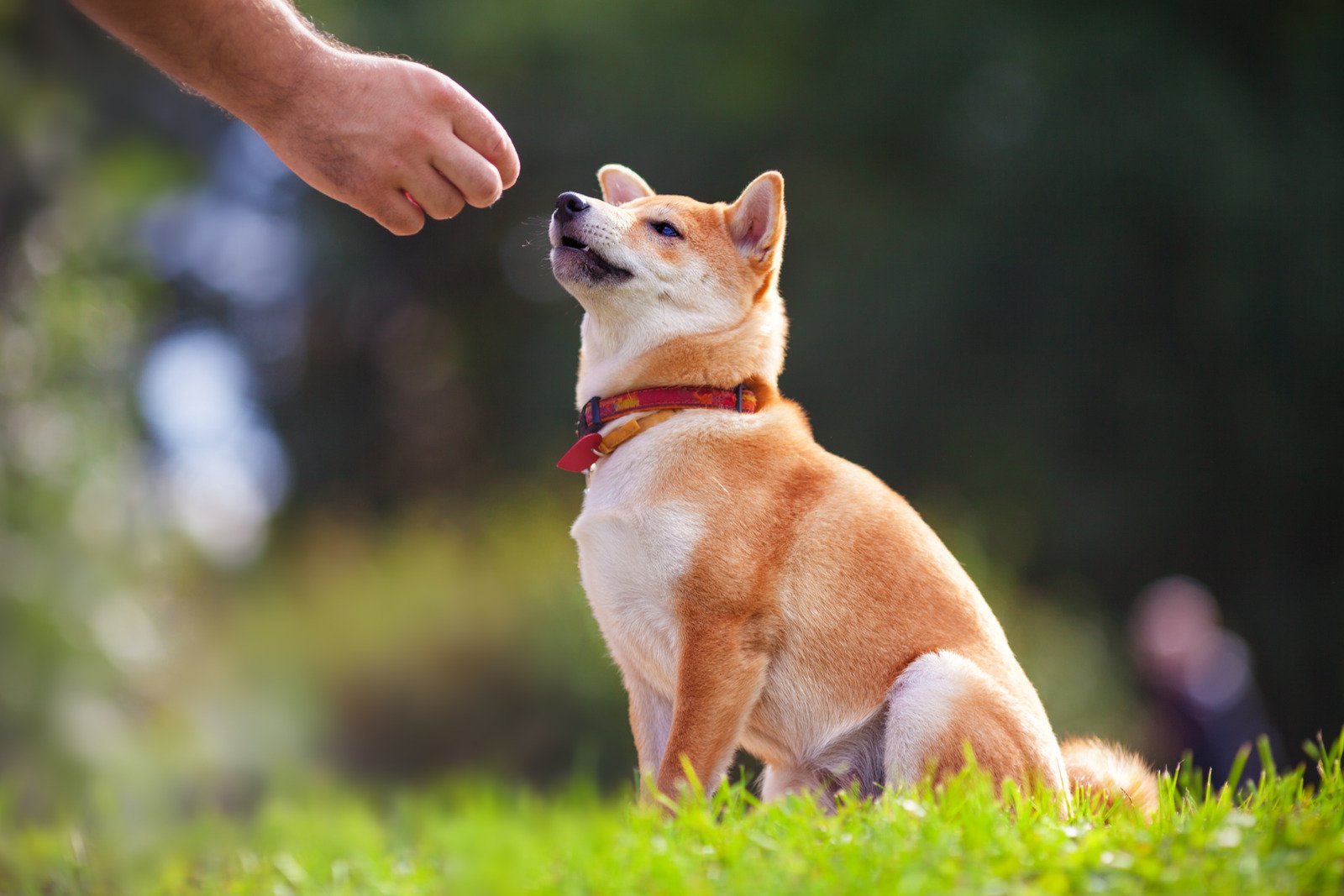 Dog Training, Boarding & Daycare In Salt Lake City, Utah