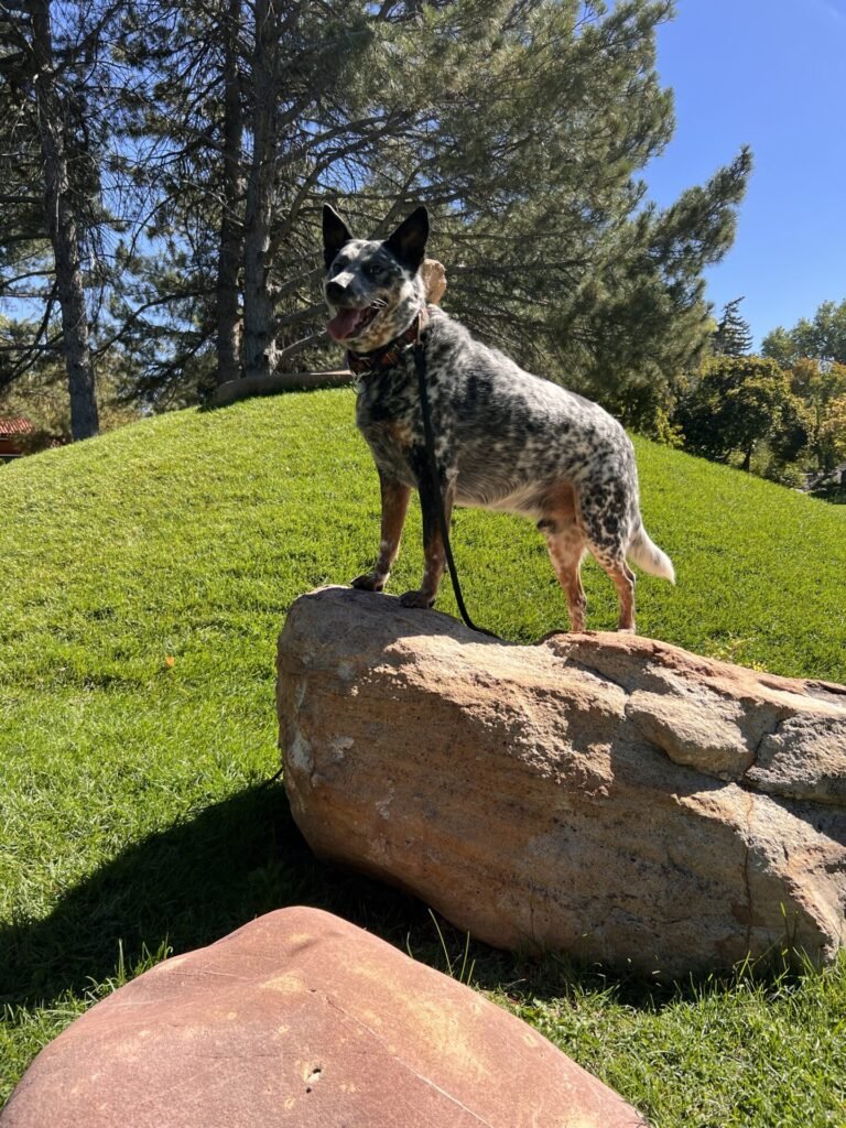 Curated visual reference: Revolutionary E Collar Training Turning Vibrations Into Rewards Photo Inspiration